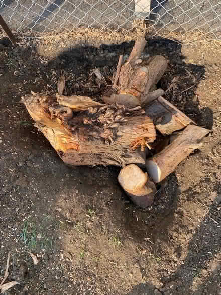 Photo of free Wood (Stanton Harcourt OX29) #2