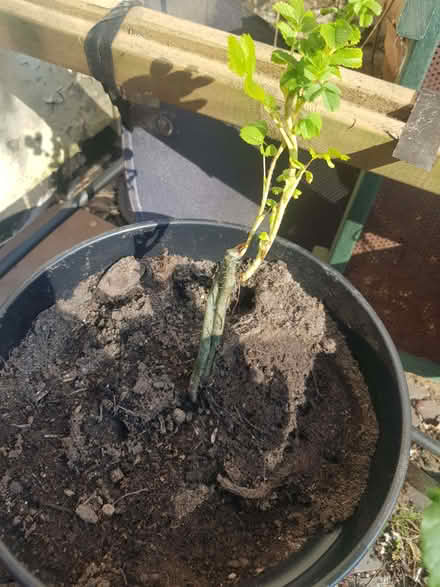 Photo of free Rose plants (Loughborough LE11) #2
