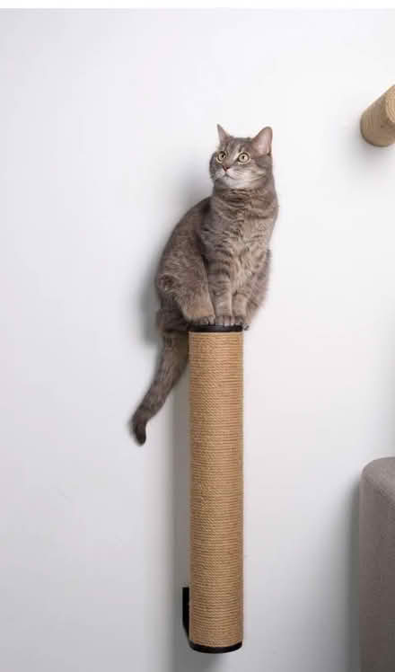 Photo of Cinnamon Rescue (DA3) #2