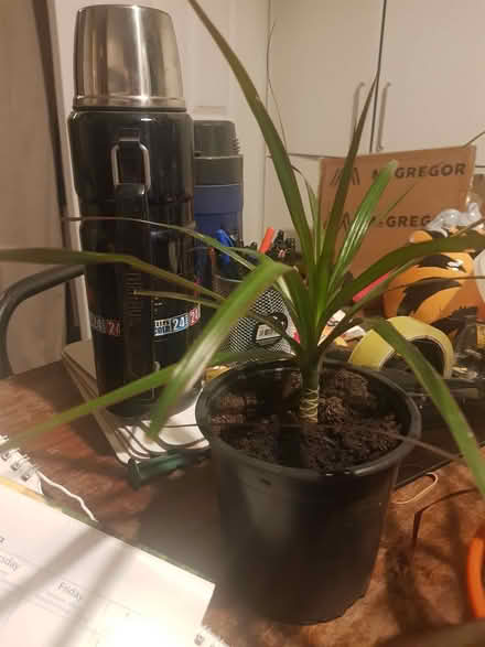 Photo of free Dracaena plants - indoor (Loughborough LE11) #1