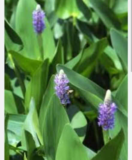Photo of free Pond plants (EX6) #3