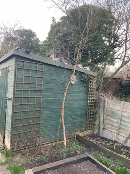 Photo of free Silver Birch (Farnham GU9) #2