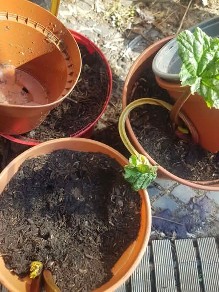 Photo of free Rhubarb crowns (Loughborough LE11) #1