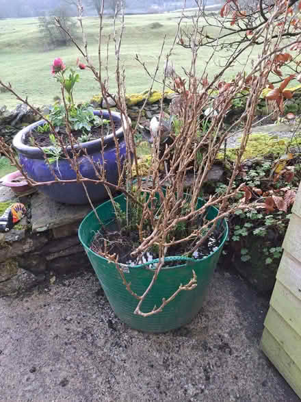 Photo of free Gooseberry bush. (Underbarrow LA8) #1