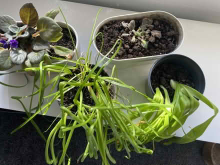 Photo of free African violets and bulbs (Malvern WR14) #1