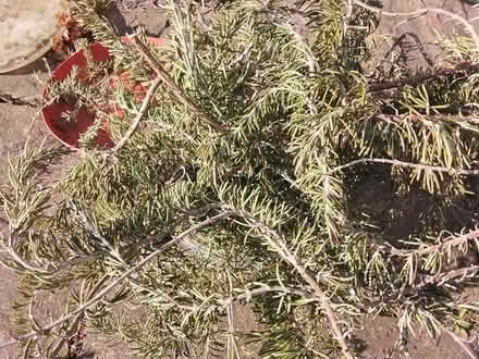 Photo of free Rosemary stems (Stratford E15 4) #1