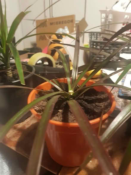 Photo of free Dracaena plants - indoor (Loughborough LE11) #2