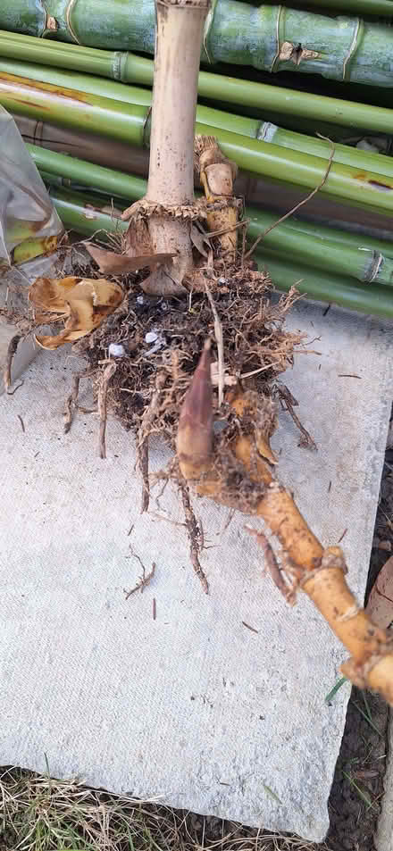 Photo of free Bamboo roots (Stotfold SG5) #2