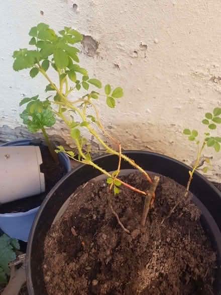 Photo of free Rose plants (Loughborough LE11) #1