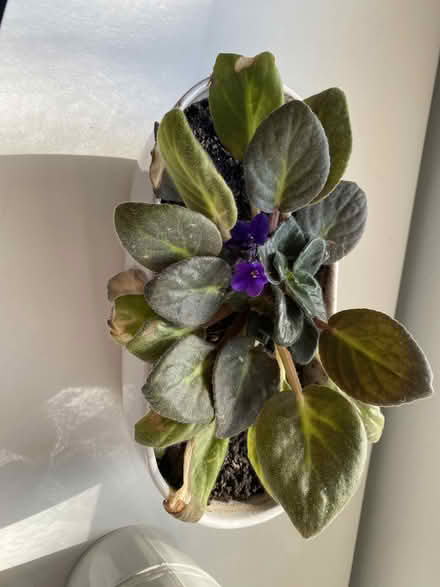 Photo of free African violets and bulbs (Malvern WR14) #3