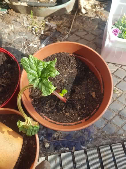 Photo of free Rhubarb crowns (Loughborough LE11) #3