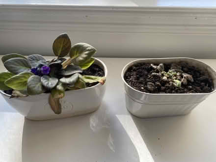 Photo of free African violets and bulbs (Malvern WR14) #2