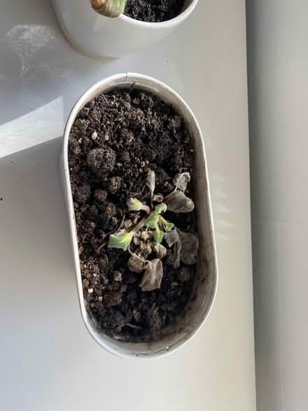 Photo of free African violets and bulbs (Malvern WR14) #4