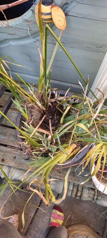 Photo of free Pond plants (EX6) #1