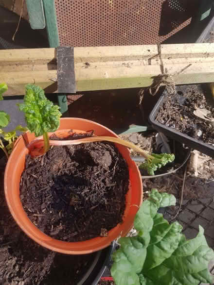 Photo of free Rhubarb crowns (Loughborough LE11) #2