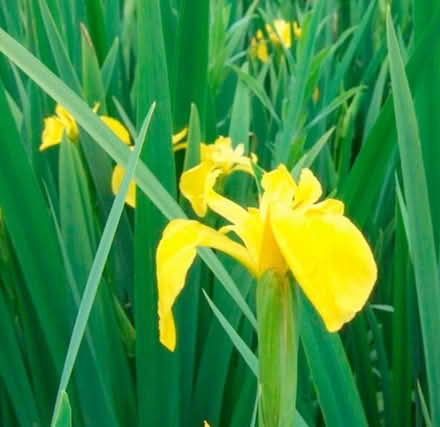 Photo of free Pond plants (EX6) #2