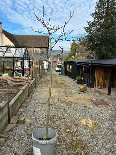 Photo of free Apple tree 4 yrs old (Presteigne LD8) #1