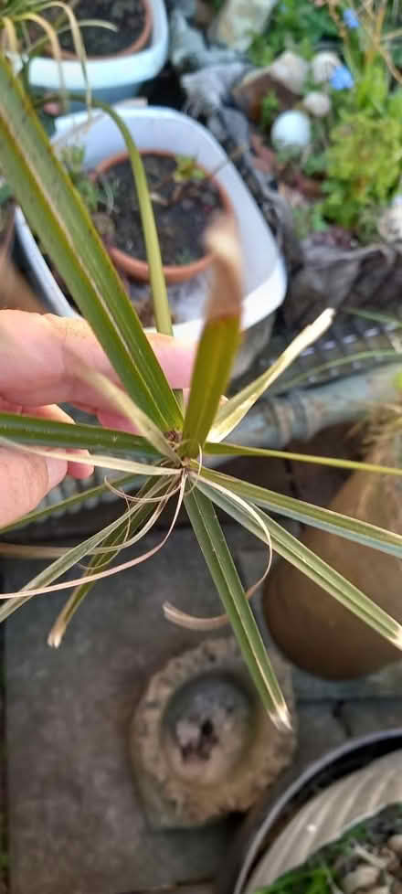 Photo of free Pond plants (EX6) #4