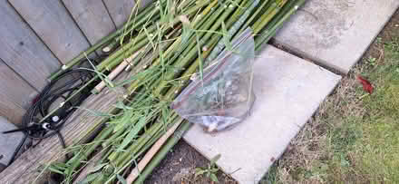 Photo of free Bamboo roots (Stotfold SG5) #1