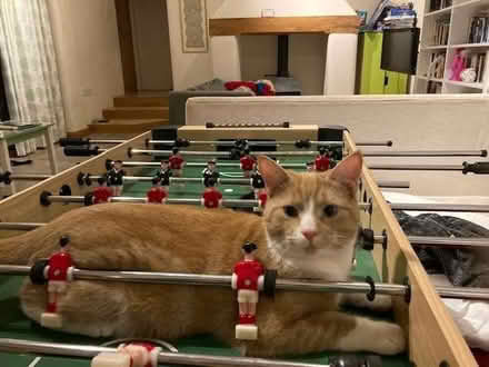 Photo of free Table football (Drupe Farm EX10) #2
