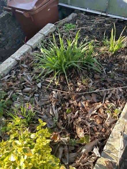 Photo of free Strawberry plants (Southborough TN4) #1