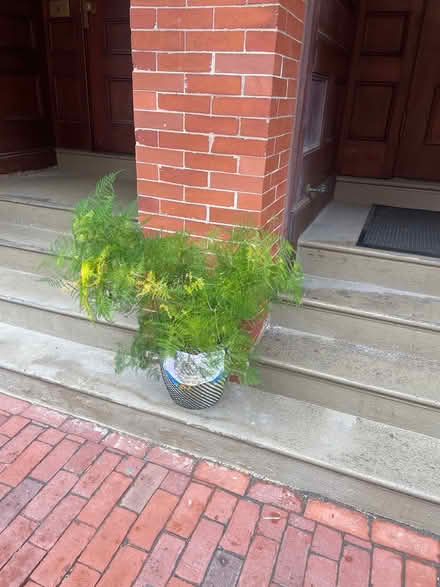 Photo of free Fern in South End (South End) #1
