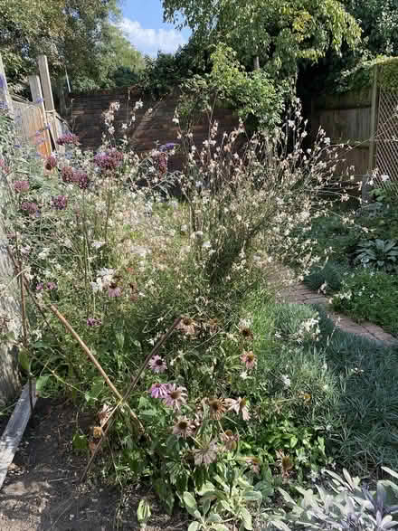 Photo of free plants - perennials (SW15) #1