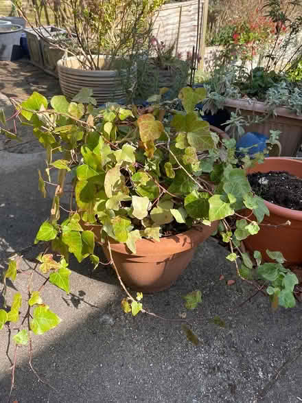 Photo of free Healthy growing ivy (Headingley LS6) #1