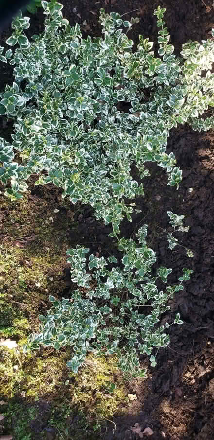 Photo of free Euonymus (Woodhouses M33) #2