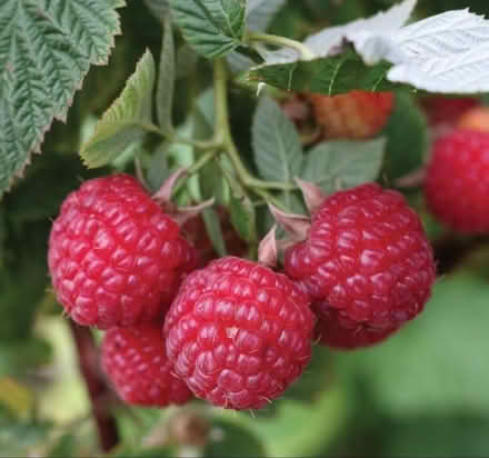 Photo of free Raspberry bare root plants (HILLSIDE wolf and butterfield) #1
