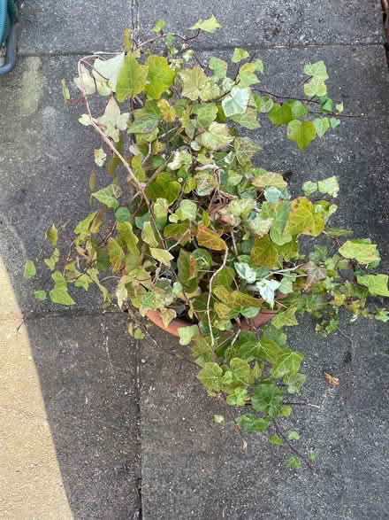 Photo of free Healthy growing ivy (Headingley LS6) #3