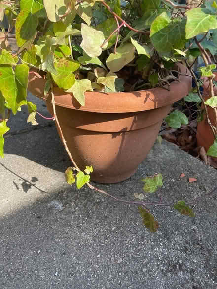 Photo of free Healthy growing ivy (Headingley LS6) #2