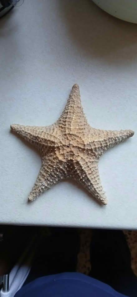 Photo of free Natural star fish (Allestree DE22 2) #1
