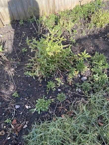 Photo of free plants - perennials (SW15) #2