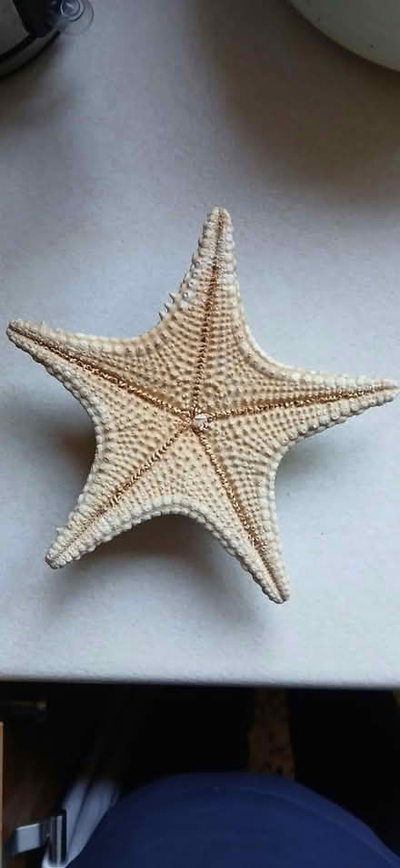 Photo of free Natural star fish (Allestree DE22 2) #2