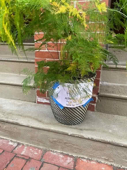 Photo of free Fern in South End (South End) #2
