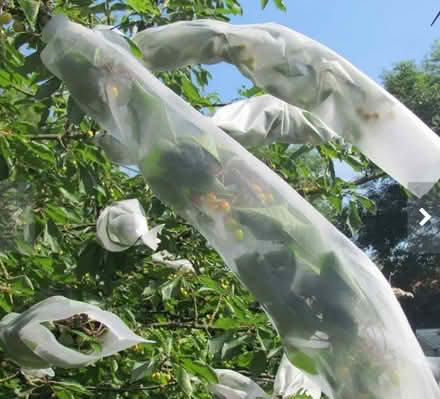 Photo of free Fruit tree sleeve (Alcester Lanes End B14) #1