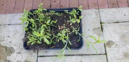 Photo of free Phlox (Woodhouses M33) #1