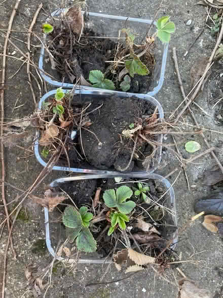 Photo of free Strawberry plants (Southborough TN4) #2