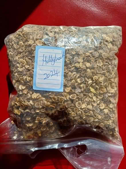 Photo of free Hollyhock seeds (Charlton OX12) #1