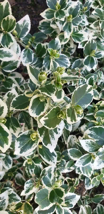 Photo of free Euonymus (Woodhouses M33) #1