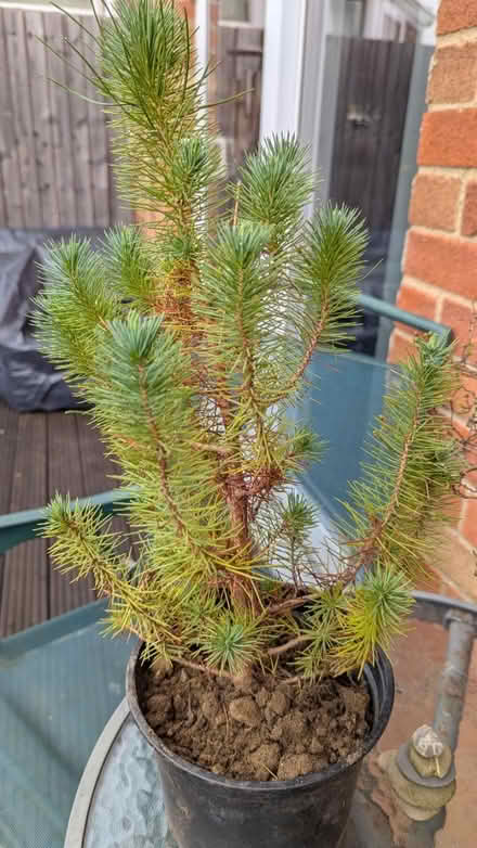 Photo of free Pine tree (Churchdown) #1