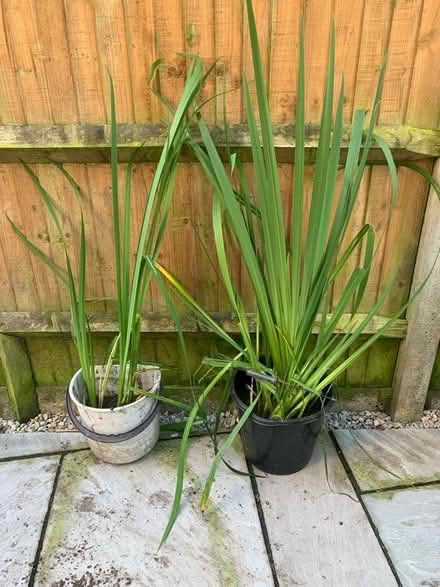 Photo of free Yellow iris - native wetland - several (Norbiton KT1) #1