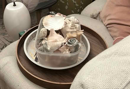 Photo of free Seashell collection (East Greenwich) #1
