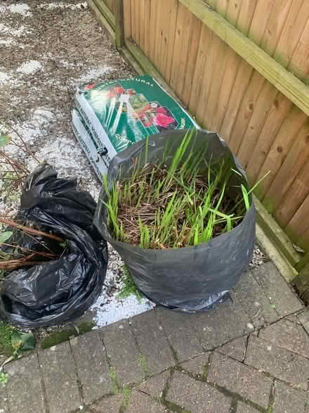 Photo of free Crocosmias - fire orange (Norbiton KT1) #1