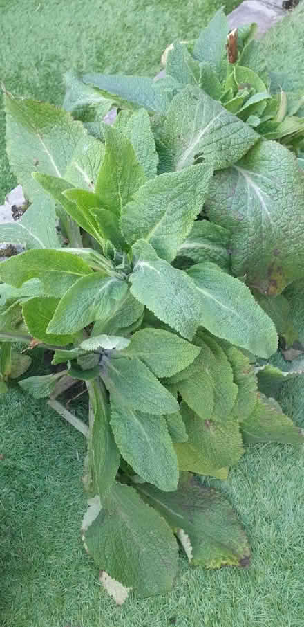 Photo of free Foxgloves digitalis x 2 (SK14 (Hyde)) #1
