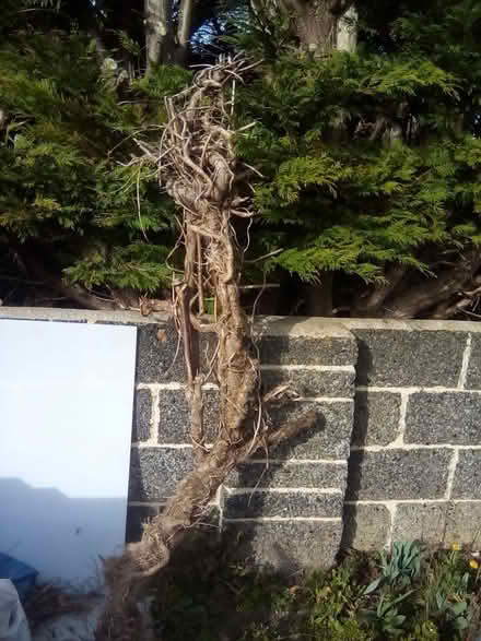 Photo of free 3 Large Branches From Trees (CT9) #3