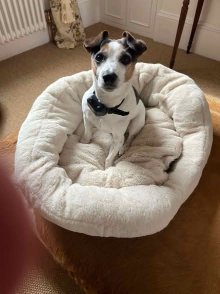 Photo of free Dogs bed (Grove Rd Windsor SL4) #1