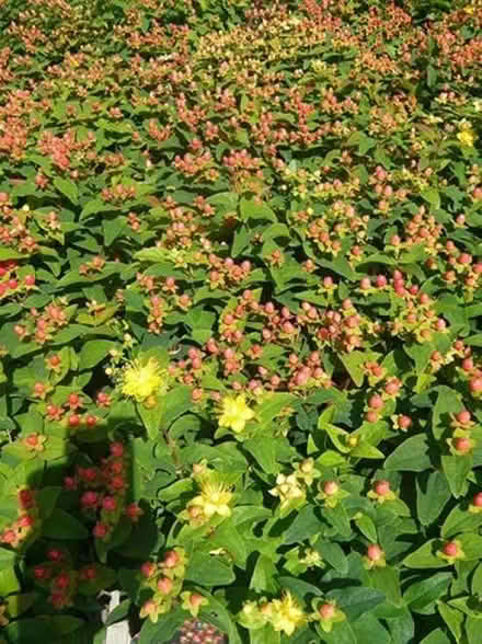 Photo of free Hypericum ‘Miracle Summer’ shrub (Norbiton KT1) #2