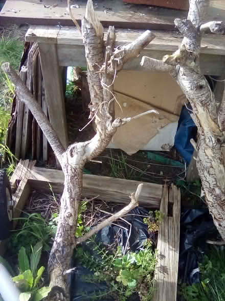 Photo of free 3 Large Branches From Trees (CT9) #2